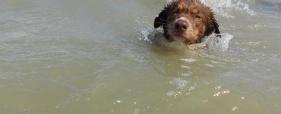 Quelles précautions pour les vacances d'été avec votre chien ?