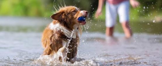 Le jeu dans le développement du chiot