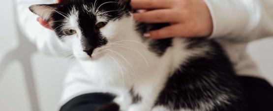 Appliquer Une Pipette A Son Chat Fidanimo