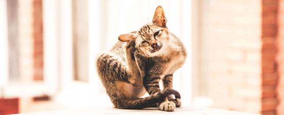Les causes de démangeaisons chez les chats