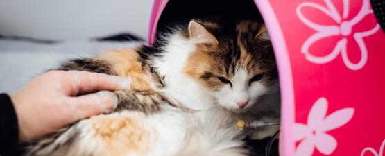 Rage du chat : symptômes, traitements et prévention 