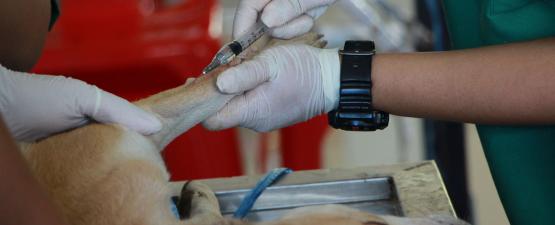 Les vaccins pour chien : prendre soin de sa santé