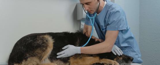 Comment prévenir et guérir la maladie de Lyme du chien ?