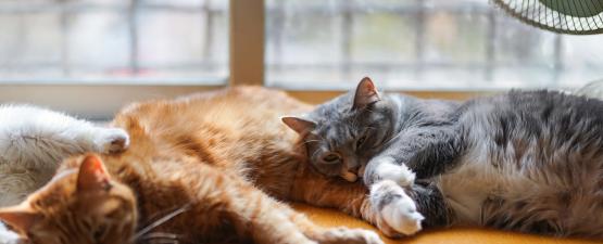 Qu’est-ce qu’un anti-inflammatoire pour chat ?