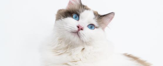 Chat Affectueux Quand Les Chats Manifestent Leur Affection