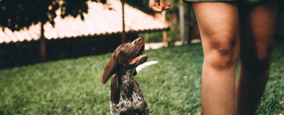 Les accidents de chien fréquents