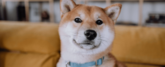 Akita-inu