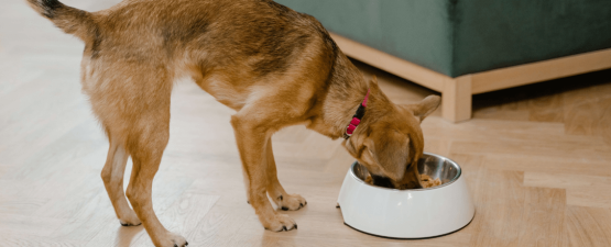 Quelle alimentation pour mon chien ?