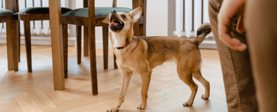 Tout savoir sur l'anorexie du chien