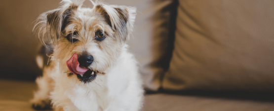Prévention, recettes maison : tout savoir sur le traitement anti puces du chien