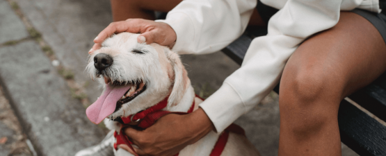 Tout savoir pour apprendre à son chien à être propre ?