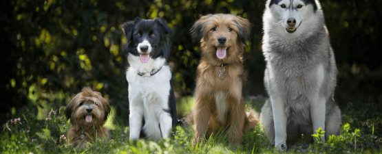 Comment apprendre l'ordre "pas bouger" à son chien ?