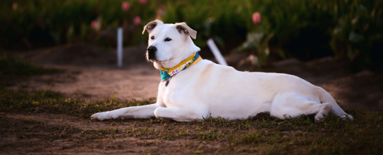 Comment apprendre un ordre à son chien ?