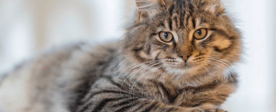 Autisme chez le chat : mon chat peut-il être autiste ?