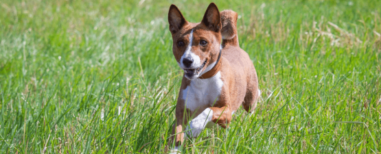 Le Basenji ou Terrier du Congo