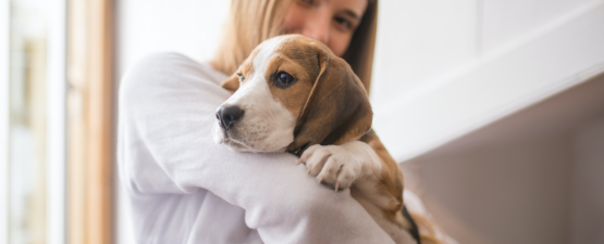 Adopter et prendre soin de son Beagle