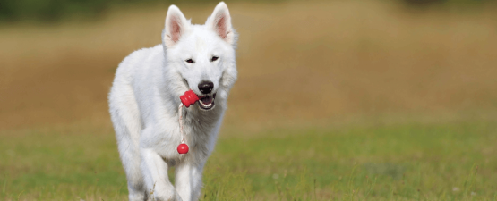 Le Berger blanc suisse