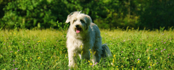 Le berger des Pyrénées : un chien vif et intelligent