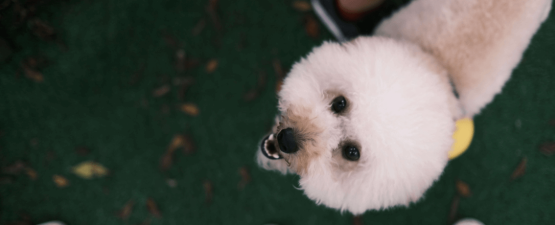 Le bichon frisé : un chien plein de gaieté et de vivacité