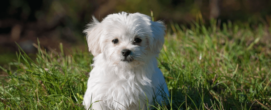 Le Bichon maltais