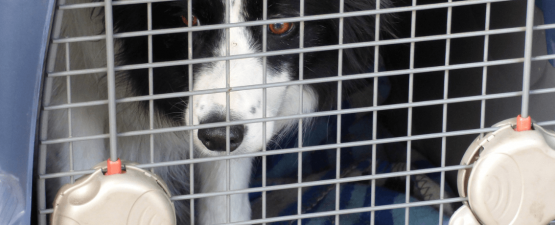 La cage de transport pour chien : en voyage, mais pas seulement