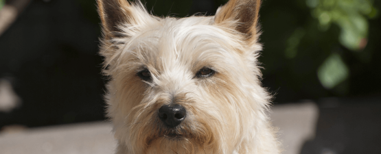 Le cairn terrier : l’une des plus anciennes races de terriers