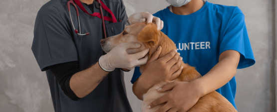 Cancer du chien : les causes et les traitements