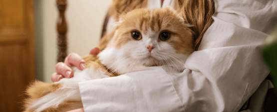 Chat affectueux : tout savoir sur ce comportement