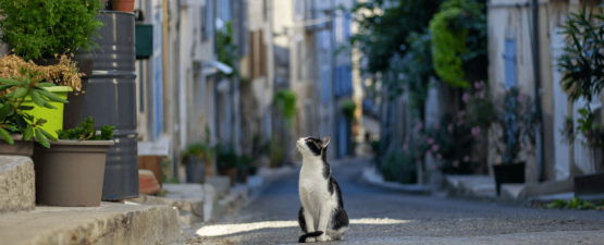 Qu’est-ce qu’un chat de gouttière ?