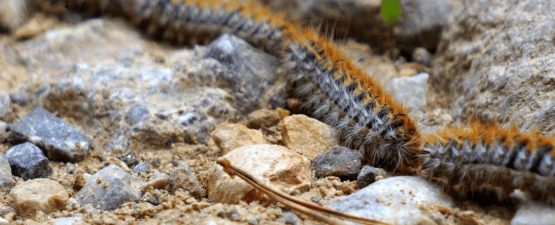 Chenille processionnaire et chat 