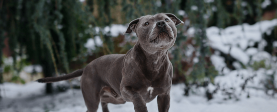 Détention d’un chien dangereux : quelle réglementation ?