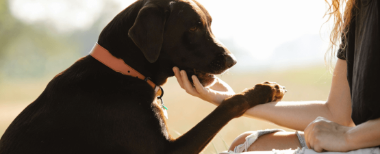 Comment vivre au quotidien avec un chien envahissant ?