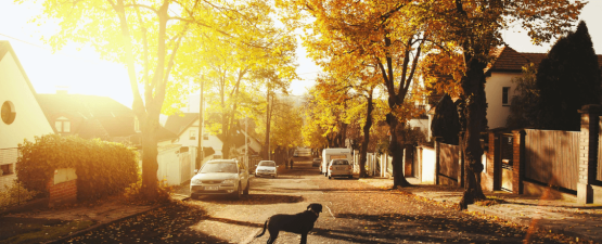 Comment gérer au quotidien un chien fugueur ?