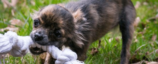 Quel comportement adopter pour arrêter un chien mordeur à la maison ?