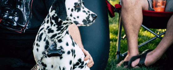 Bien choisir pour avoir un chien protecteur