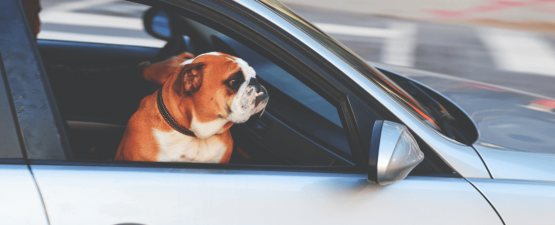 Tout ce qu’il faut savoir pour voyager en voiture avec un chien