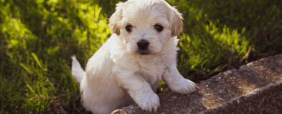 Comment gérer la cohabitation entre chien adulte et chiot ?