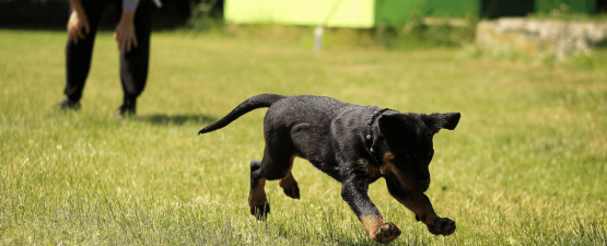 Le collier de dressage permet de corriger le comportement d’un chien à distance