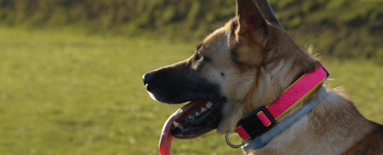 Un collier électrique pour contrôler les comportements inappropriés du chien