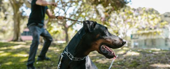 Pour ou contre le collier étrangleur pour chien ?