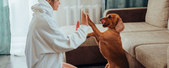 Comment bien jouer avec son chien ?