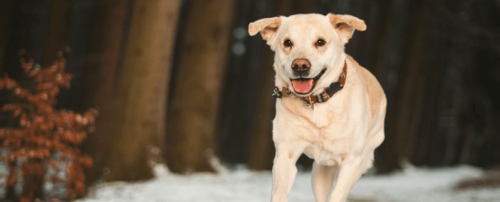 Mieux comprendre votre chien