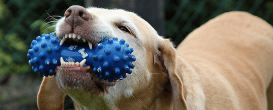 Entretenir les dents du chien pour prévenir des maladies