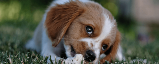 Fonctionnement et spécificités de la digestion du chien