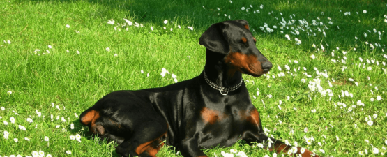 Dobermann