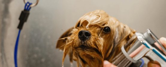 Comment et pourquoi laver son chien ? Techniques et précautions