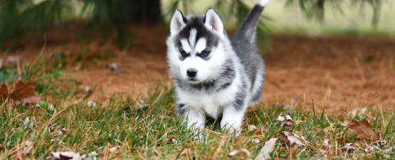 Comment bien se préparer à éduquer son chiot ?