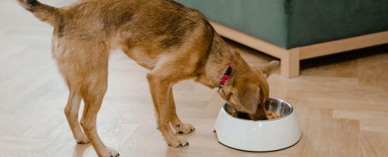 Apprendre à équilibrer l’alimentation d’un chien adulte