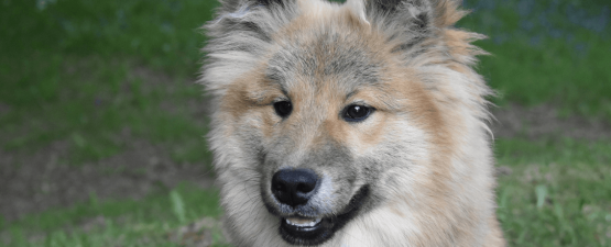 L’eurasier : un chien de compagnie méconnu en France