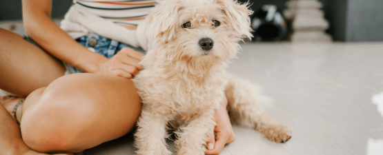 Les différentes solutions disponibles pour faire garder son chien